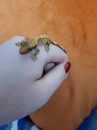 Baby Crested Geckos