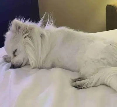 Rehoming Fee: $1,000 Born: December 23, 2023 I’m looking to rehome my late grandma’s sweet Pomerania...