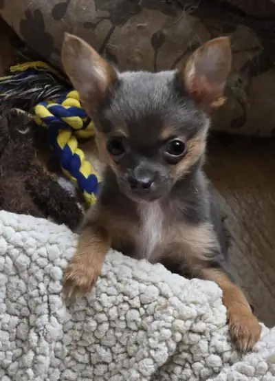 NEW PIC MARCH 24 I CAN MEET IN LEDUC...WITH DEPOSIT HE VERRY OUTGOING PLAYFULL AND WILL BE TINY MY G...