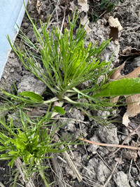 Horseradish plant