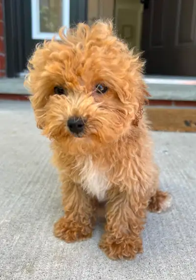Maltipoo puppy for sale, View more