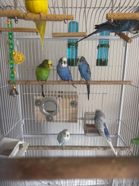 5 parakeets with big cage 