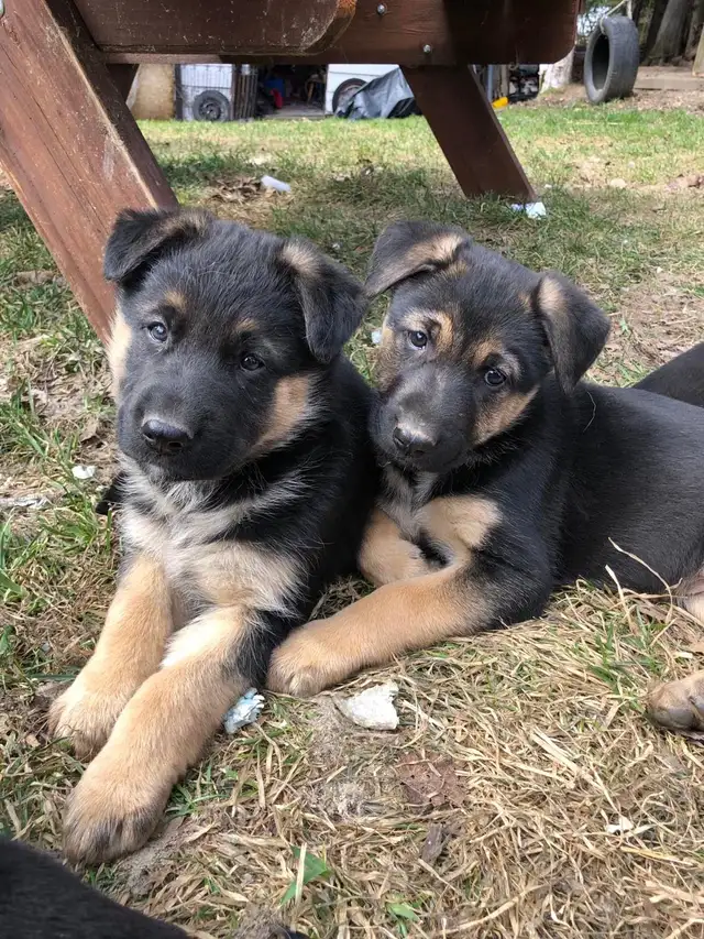 Merveilleux chiots Berger Allemand Pure Race Enregistrés ! in Dogs & Puppies for Rehoming in Trois-Rivières - Image 4