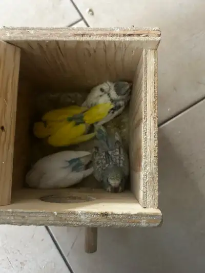 Beautiful Budgies Babies, View more