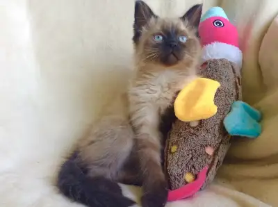 ( English follows ) * Spécial Été * 2 Beaux Chatons Mâle et Femelle Ragdoll aux Yeux Bleux Pure Race...