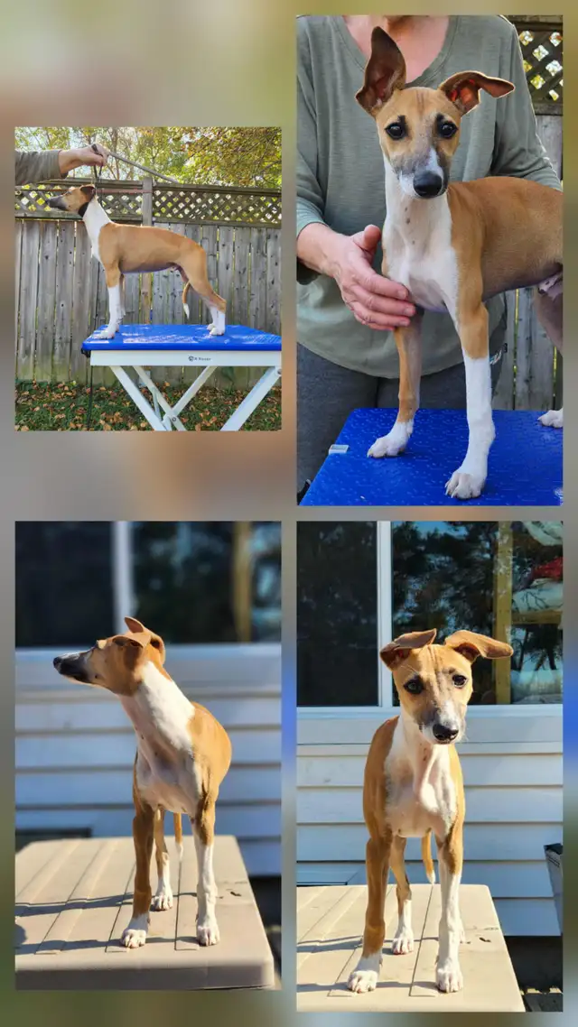 ITALIAN GREYHOUND PUPPIES - HEALTH GUARANTEED in Dogs & Puppies for Rehoming in Muskoka - Image 3