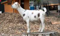 Registered Nigerian Dwarf Goat
