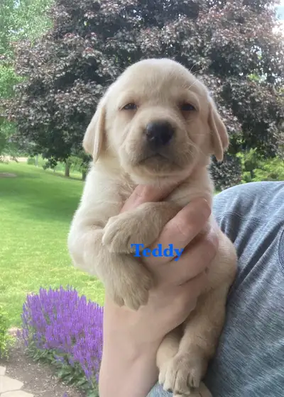 Beautiful Purebred Lab Puppies for sale. We are small-scale, family based breeders of Labrador Retri...