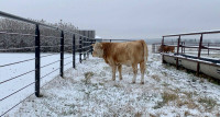 Cable Livestock Fence