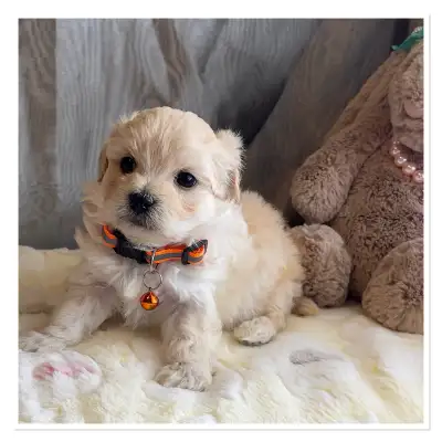 ❤️  Gorgeous Maltipoo puppies Available ❤️, View more
