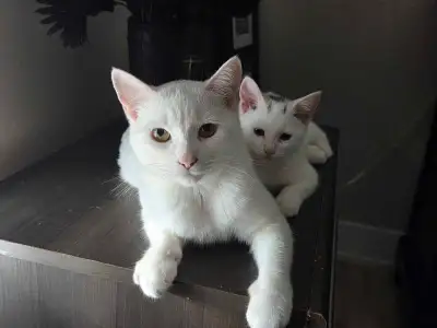 Kittens.  , View more