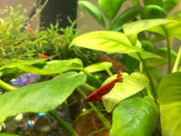 Red Cherry Shrimps (Ultra Fire Red, Neocaridina). Only $1!
