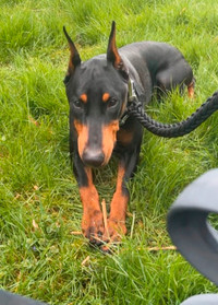 Doberman dog (male) to be re-homed!