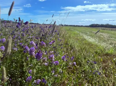 Premium Hay/Graze Mix Bales, View more