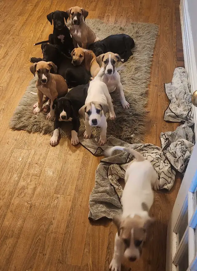 Great Dane puppies in Dogs & Puppies for Rehoming in Barrie - Image 5