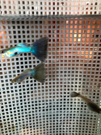 I have two pairs of better quality Blue Singa Guppies for sale. This is a vigorous strain. That do w...