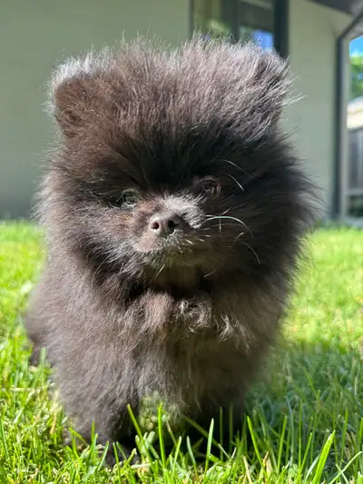 Pomeranian puppy, View more