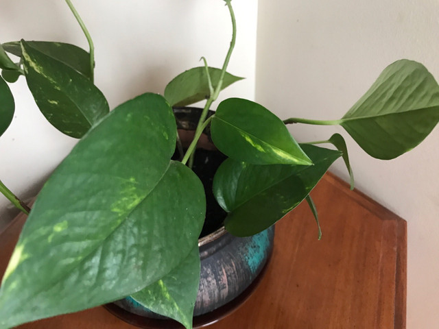 Golden pothos in a beautiful ceramic pot with saucer in Plants, Fertilizer & Soil in Guelph - Image 4