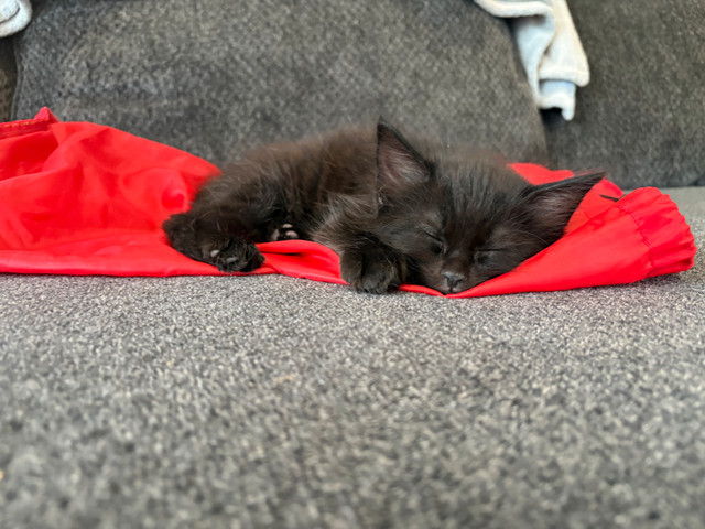 kittens to give away in Cats & Kittens for Rehoming in New Glasgow - Image 3
