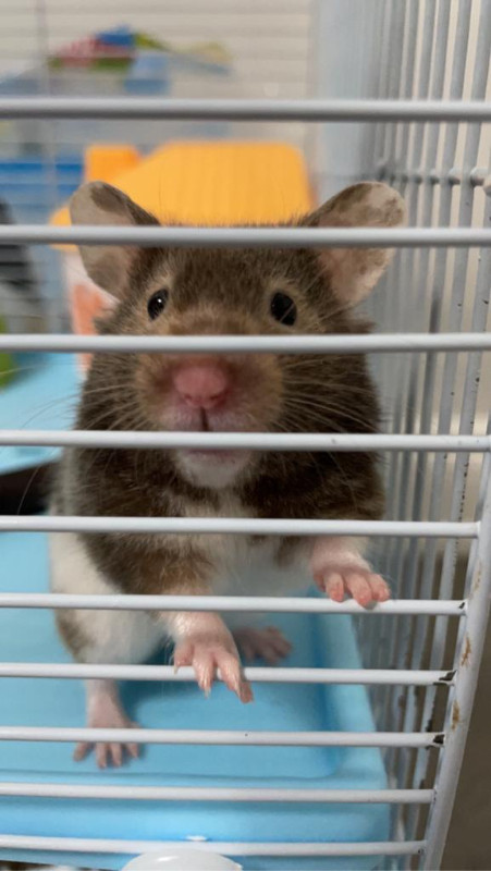 Gray Short-Hair Syrian Hamster for Sale in Small Animals for Rehoming in Markham / York Region - Image 3
