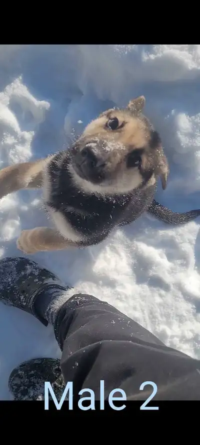 Shepherd/Husky, View more