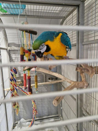 Blue and gold macaw male parrot