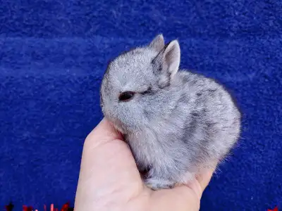 EXTRAORDINARY NETHERLAND DWARF, HOLLAND LOP, MINI REX, LIONHEAD, View more