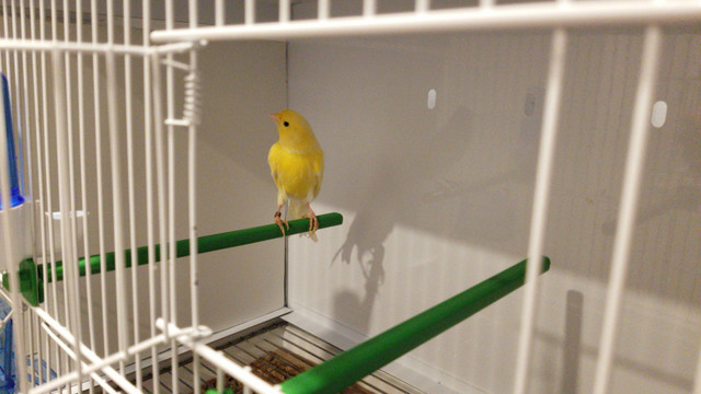 Canaries for sale in Birds for Rehoming in Oshawa / Durham Region - Image 2