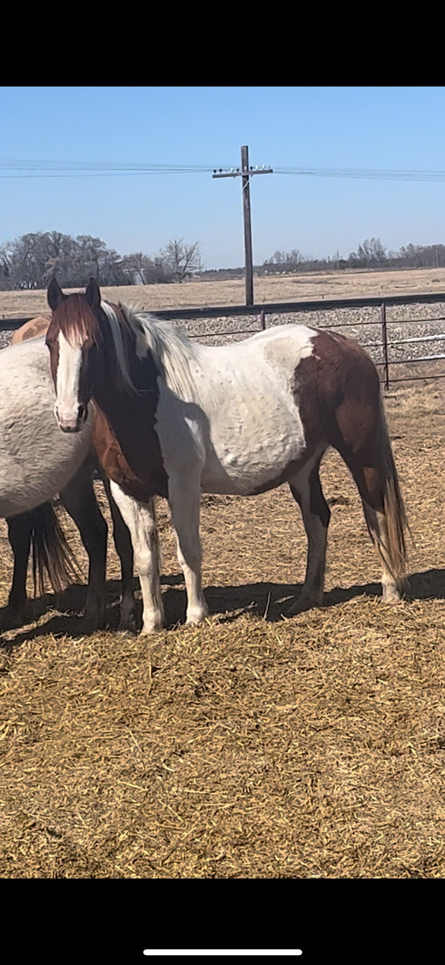 Bred mare in Horses & Ponies for Rehoming in Edmonton
