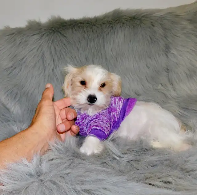 Chiot morkie male in Dogs & Puppies for Rehoming in City of Montréal - Image 2