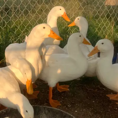 Pekin Duck Hatching Eggs, View more