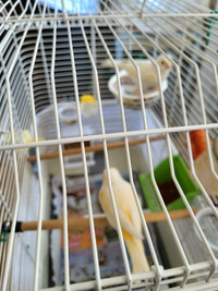 Canary pair both white color they have eggs [not including cage]