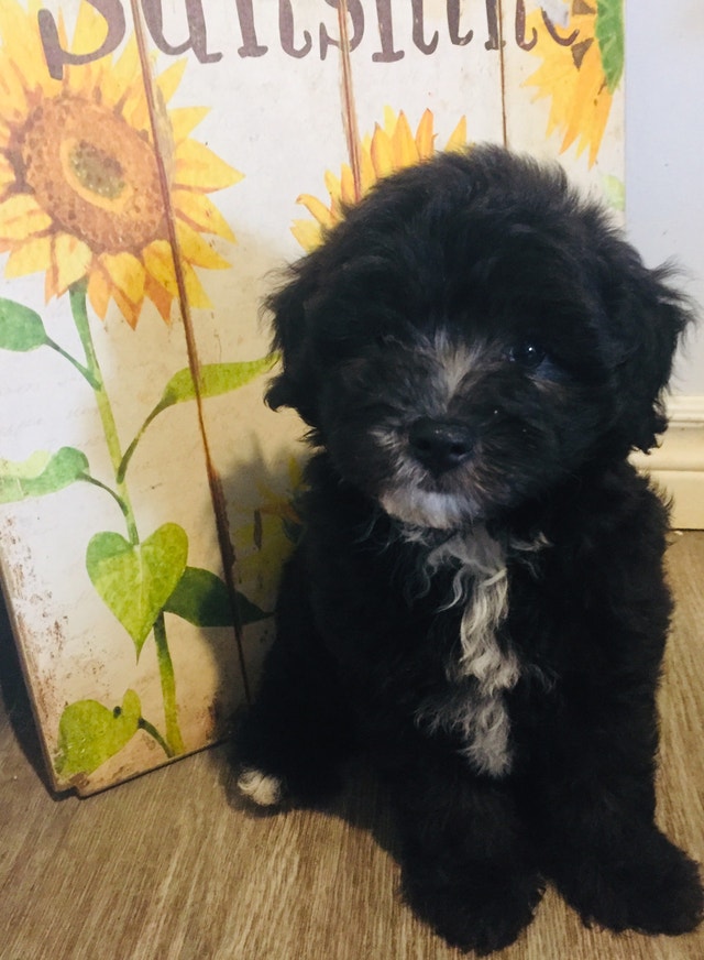 Ready to go Male Maltipoo puppy Dogs & Puppies for Rehoming New Glasgow Kijiji