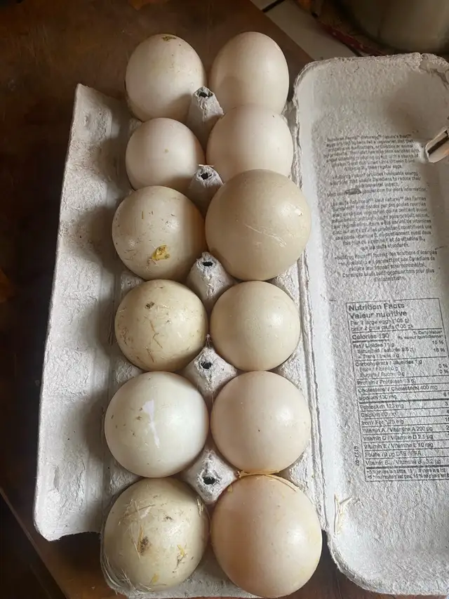 Duck Eggs in Livestock in Norfolk County - Image 3