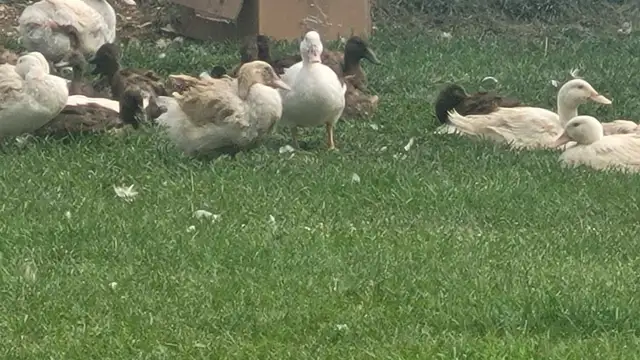 Organic ducks560639139665029121