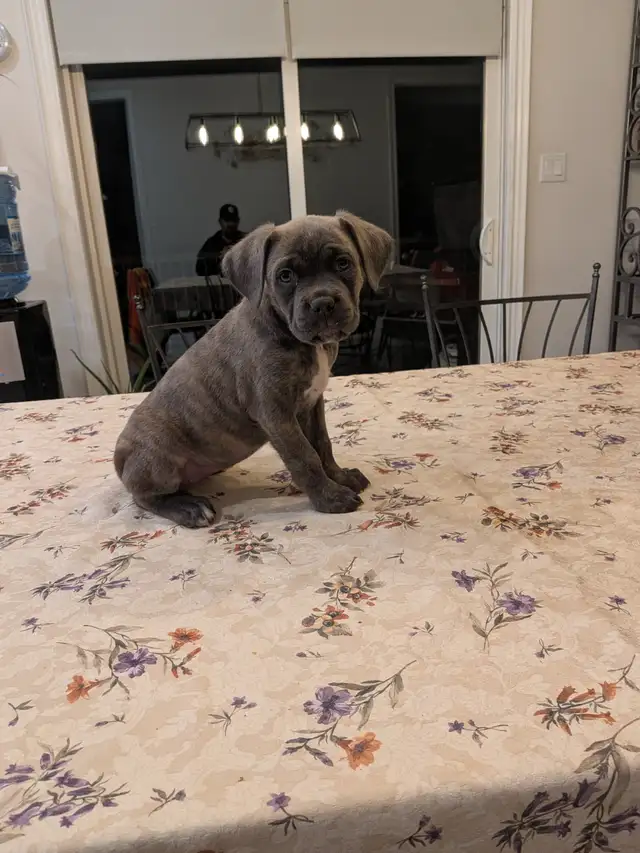 Cane Corso pups,, gray, blue, brindle , formentino in Dogs & Puppies for Rehoming in Markham / York Region - Image 12