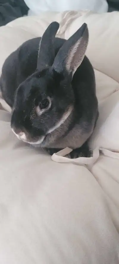 Bunnies  for saleee, View more