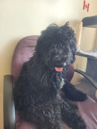 Adopt poodle puppy, View more