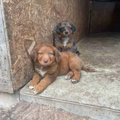Australian Shepherd Puppies - 3 left!, View more