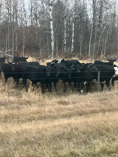 Black and Red Angus x, all bred back to Low birth weight bulls (Black MainAnjou) that will provide p...