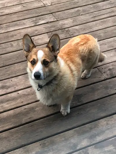 CKC registered *neutered  male Pembroke Welsh Corgi, View more