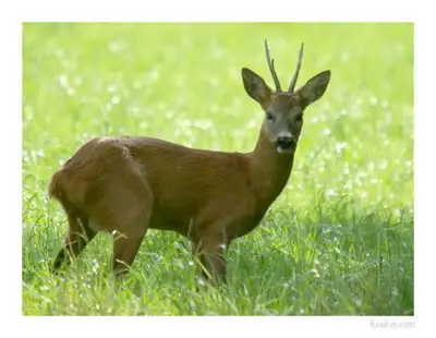 Chasse pour le chevreuil et dindon (Deer and turkey hunting), View more