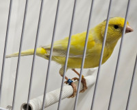 Belgium Waterslager Canaries for Sale