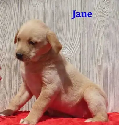 Lab mix puppies., View more