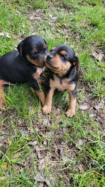 2 chiots femelles Pinscher nain croisées. Né le 3 mai, prêt a partir le 28 juin. Elles sont adorable...