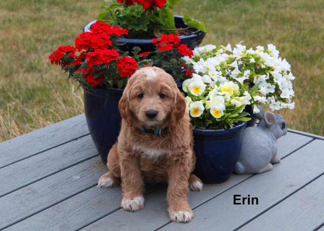 WAVENY GOLDENS - Daisy & Rory’s F1 Goldendoodles in Dogs & Puppies for Rehoming in Saskatoon - Image 3