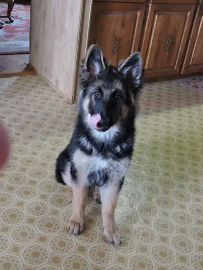German Shepherd Pup, View more