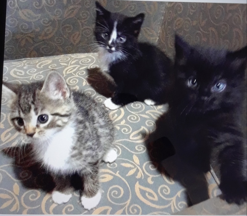 Kittens Cats & Kittens for Rehoming Cape Breton Kijiji