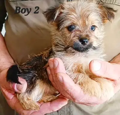 Super Tiny Maltipom X Mini Yorkie Puppies!, View more