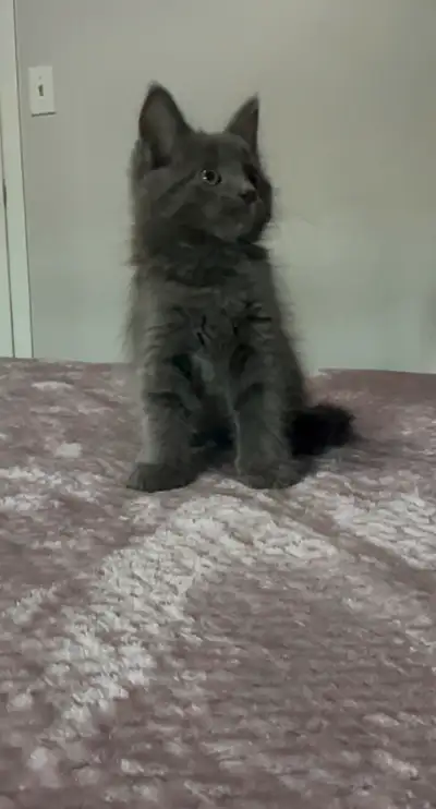 Russian Siberian Kittens, View more